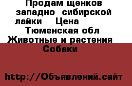 Продам щенков западно- сибирской лайки. › Цена ­ 5 000 - Тюменская обл. Животные и растения » Собаки   